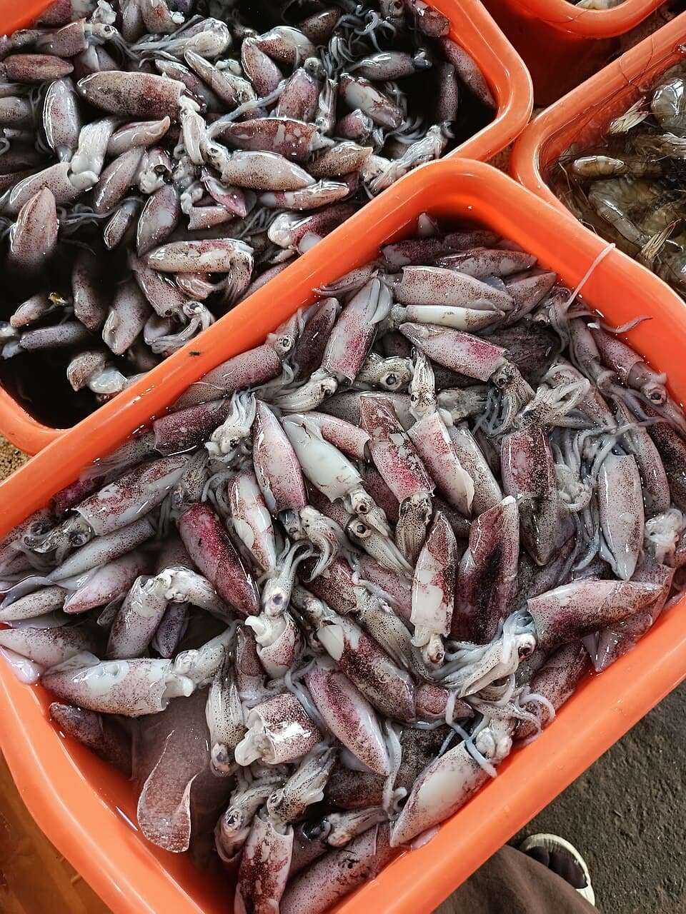 Mực ống tươi